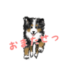 ほのぼのバーニーズ犬（個別スタンプ：15）