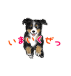 ほのぼのバーニーズ犬（個別スタンプ：28）