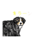 ほのぼのバーニーズ犬（個別スタンプ：33）