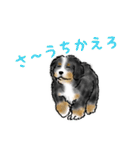 ほのぼのバーニーズ犬（個別スタンプ：34）