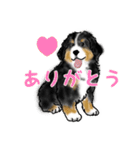 ほのぼのバーニーズ犬（個別スタンプ：36）