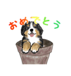 ほのぼのバーニーズ犬（個別スタンプ：37）