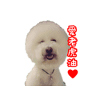 Bichon Frise~Q bi ＆ O bi（個別スタンプ：3）