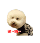 Bichon Frise~Q bi ＆ O bi（個別スタンプ：6）