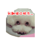 Bichon Frise~Q bi ＆ O bi（個別スタンプ：8）