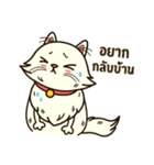 Persian Cute Cat（個別スタンプ：17）