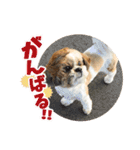 【実写】シーズー犬ぽんずとかぼす（個別スタンプ：16）