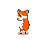 Corgi INU part2 -International（個別スタンプ：12）