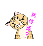 cute Leopard Cat.（個別スタンプ：31）