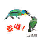 Taiwan wild bird series_2 by Gerald Her（個別スタンプ：7）