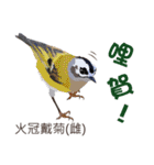 Taiwan wild bird series_2 by Gerald Her（個別スタンプ：13）