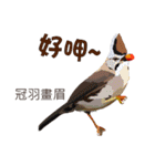 Taiwan wild bird series_2 by Gerald Her（個別スタンプ：17）