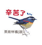 Taiwan wild bird series_2 by Gerald Her（個別スタンプ：29）