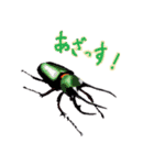 カブトムシ・クワガタスタンプ（個別スタンプ：6）