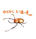 カブトムシ・クワガタスタンプ（個別スタンプ：12）