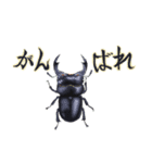 カブトムシ・クワガタスタンプ（個別スタンプ：16）