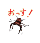 カブトムシ・クワガタスタンプ（個別スタンプ：23）