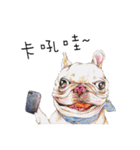 Bonbonfrenchie funny stickers（個別スタンプ：12）