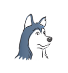 Blue husky（個別スタンプ：12）