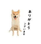 柴犬いちろ（個別スタンプ：7）