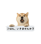 柴犬いちろ（個別スタンプ：13）