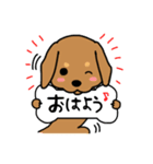 Life of the dachshund（個別スタンプ：1）