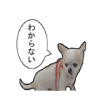 我が家の犬（個別スタンプ：6）