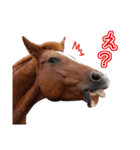 大阪弁をしゃべる馬のスタンプ（個別スタンプ：6）
