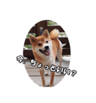 柴犬ファン（個別スタンプ：3）