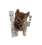 柴犬ファン（個別スタンプ：4）