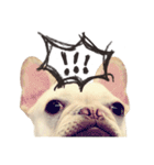 French Bulldog-Puni（個別スタンプ：1）