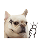 French Bulldog-Puni（個別スタンプ：5）