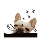 French Bulldog-Puni（個別スタンプ：13）