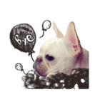 French Bulldog-Puni（個別スタンプ：21）