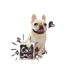 French Bulldog-Puni（個別スタンプ：26）