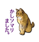 じゃれ猫たちがニャーン（個別スタンプ：4）