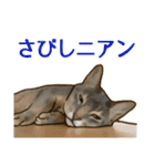 じゃれ猫たちがニャーン（個別スタンプ：24）