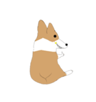 Corgi lolo（個別スタンプ：5）