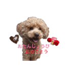 Toy poodle Jam's Sticker（個別スタンプ：1）