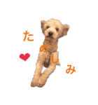 Toy poodle Jam's Sticker（個別スタンプ：2）