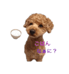 Toy poodle Jam's Sticker（個別スタンプ：3）