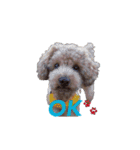 Toy poodle Jam's Sticker（個別スタンプ：4）