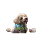 Toy poodle Jam's Sticker（個別スタンプ：5）