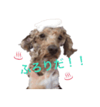 Toy poodle Jam's Sticker（個別スタンプ：6）