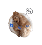 Toy poodle Jam's Sticker（個別スタンプ：7）