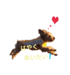 Toy poodle Jam's Sticker（個別スタンプ：9）