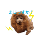 Toy poodle Jam's Sticker（個別スタンプ：10）