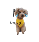 Toy poodle Jam's Sticker（個別スタンプ：11）