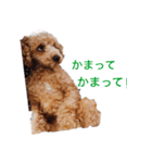 Toy poodle Jam's Sticker（個別スタンプ：12）