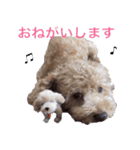 Toy poodle Jam's Sticker（個別スタンプ：13）